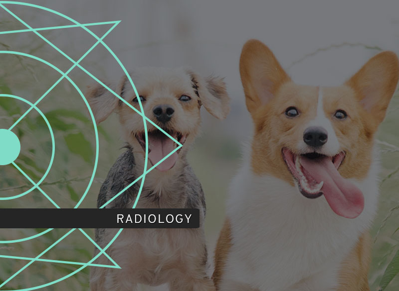 Cardiovascular radiology course image including a dog.